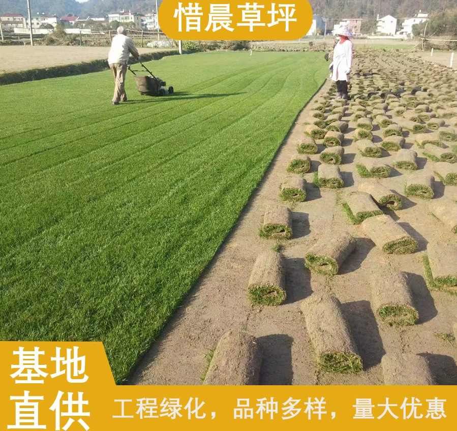 Настоящий газонный газон с почвой Четыре сезона Зеленые семена Морозостойкий двор Greenbelt Почва Зеленый газон Манила