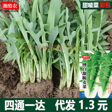 正宗广西博白甜脆麦菜秧苗种植阳台盆栽苦麻唛蔬菜四季青菜种子籽