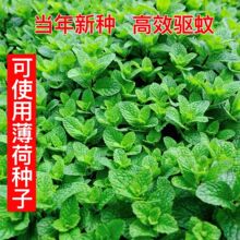 ���m�㱡�ɷN�ӾG���ɷN������ļ��׷N������������Կ�ʳ�ñ���