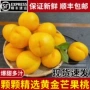 丹东新鲜正宗2026桃
