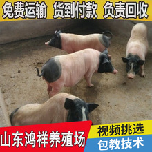 观赏萌宠巴马香猪种苗 遗传性能稳定 豪德养殖 宠物猪 藏香猪