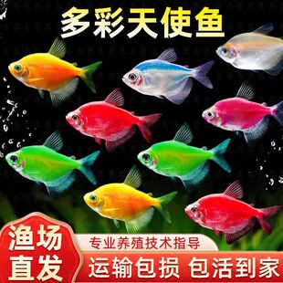 糖果天使七彩天使鱼大号彩裙鱼新手好养耐活群游鱼小型热带观赏鱼-阿里巴巴