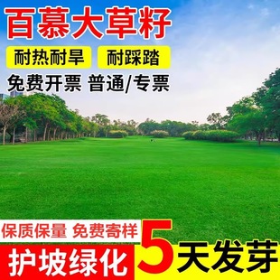 Dwarf Bermuda Lawn Seeds, House Courtyard Greening, Trampling-Resistant, Cold-Resistant and Drought-Resistant, High-End, Evergreen All Year Round