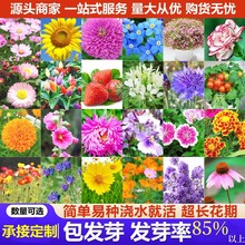 四季花种子批发重瓣太阳花波斯菊百日草花向日葵易活花卉多季种子