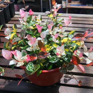 �̨���~�jʯ�����Բ��~�jʯ����ֲ��΢���^���m���������ͺ��͟�