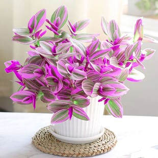 �ͮ���Y���m������¶�m��ˮ�໨��ֲ���҃�������B�_��С�Gֲ