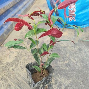 ���l�t���� �Gֲ�ر����� ɫ�Kֲ�� �������B