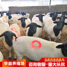杜泊绵羊养殖场 小羊苗价格 出肉率高适合北方地区养殖的肉羊品种