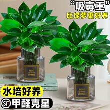 �������ֲ���K��荾G�}�jˮ����~�Gֲ�����k���҃ȑ��˺��B����