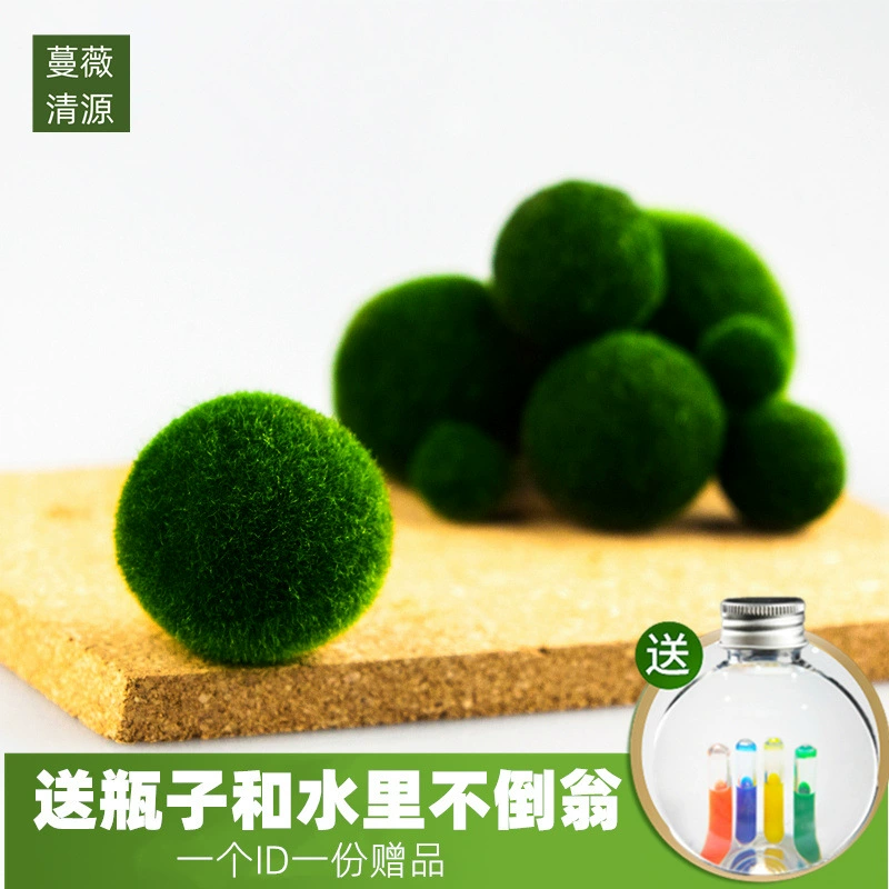 Счастливый шарик из морских водорослей Marimo, микроландшафт, экологическая бутылка, гидропонный шарик для растений, мини-растение, водное зеленое растение, оптовая продажа