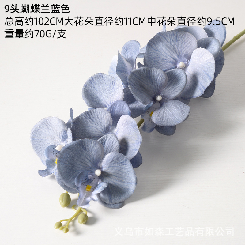 9 Phalaenopsis azul