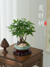 五福发财树小盆栽办公室绿植四季好养室内桌面树摆件乔迁送礼盆栽