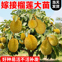 猫山王榴莲树苗南北方正宗泰国金枕猫山王果苗嫁接庭院四季好养苗