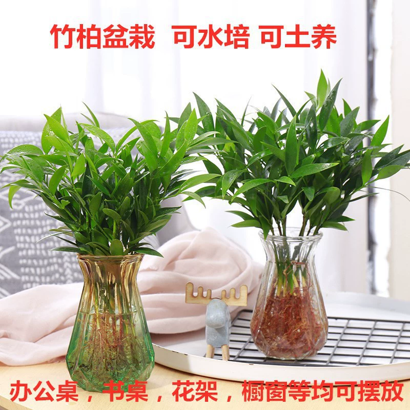 Рассада бамбука и кипариса. Репеллент от комаров. Бамбук. Гидропонная вода. Бамбуковое растение. Внутренний настольный горшок. Зеленое растение. Цветок. Вечнозеленый бамбук. Кипарис. Все сезоны.