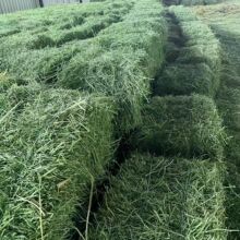 Mޣݸ ţRBֳ ߠIBţσ|ޣɲ