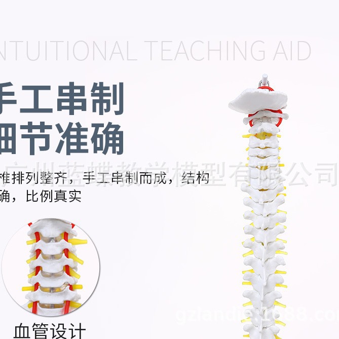 ��Ȼ��������׵������ģ�� ����1��1������׵ ��׵ ��׵ β׵