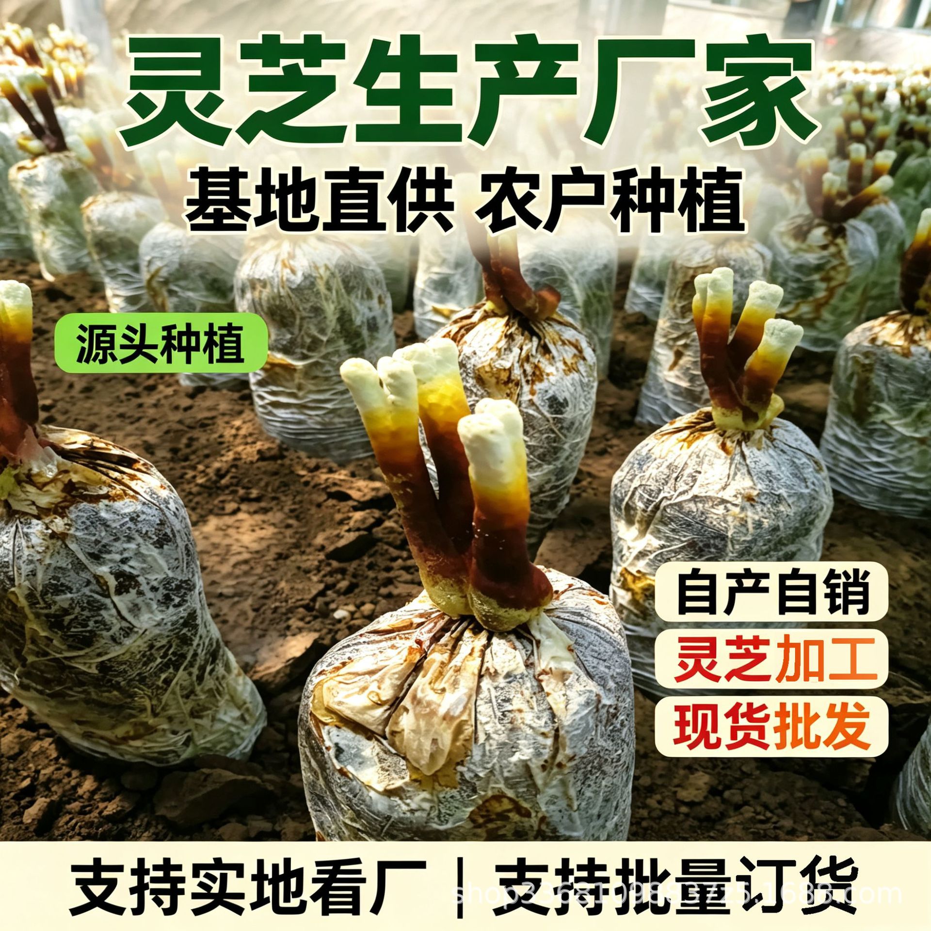Live Reishi Mushroom Flower Grow Kit Edible Ornamental Lingzhi Cultivation Bag quality and texture