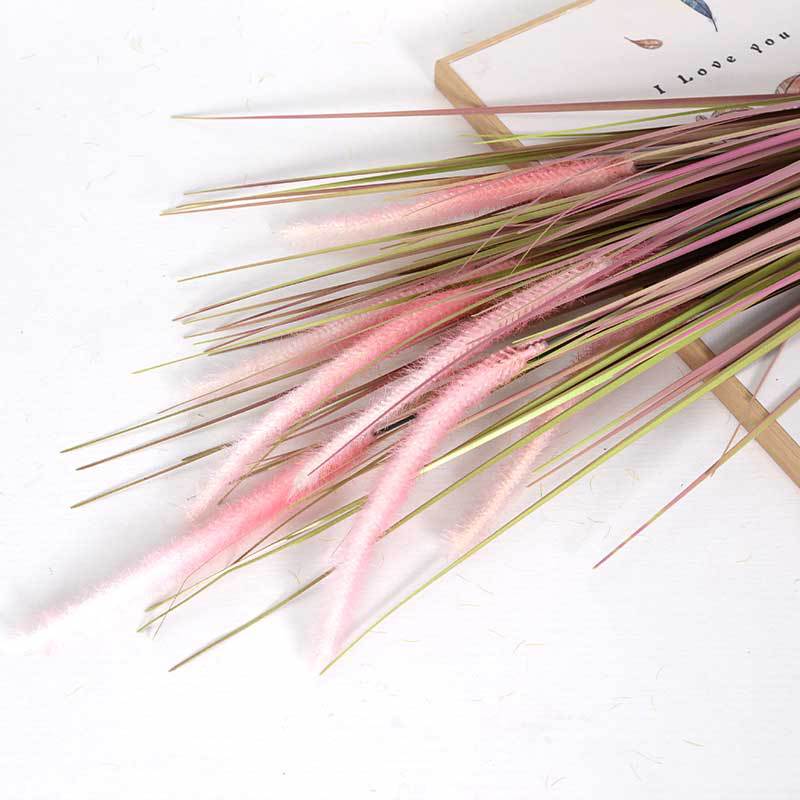 paja de cola de perro rosa púrpura