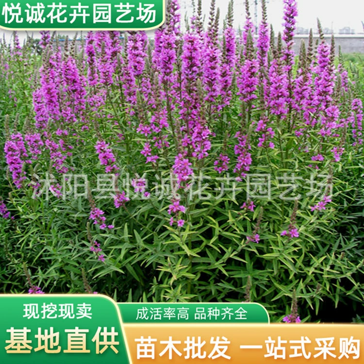 Парк Настуртения, живописная местность, растения для зеленения болот, очищают качество воды, тротуары украшают двор, декоративные цветы Настуртения