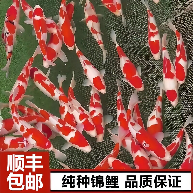 Japanese Purebred Red and White Koi Fish Live Fish Gold Ornamental Fish Cold Water Freshwater Goldfish Easy to Raise and Live Small Fish Fry Japanese Purebred Red and White Koi Fish Live Fish Gold Ornamental Fish Cold Water Freshwater Goldfish Easy to Raise and Live Small Fish Fry