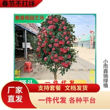 һlļɽ軨ͥԺG͎͏d҃Ȼɫ൤