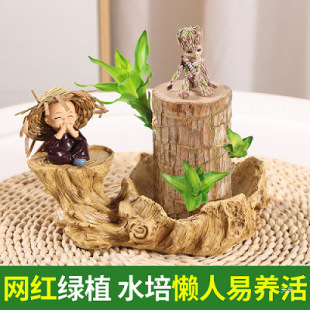 ����ľˮ�B���\ľ�_���Gֲ�҃������ļ���ѿˮ��ֲ�������С����