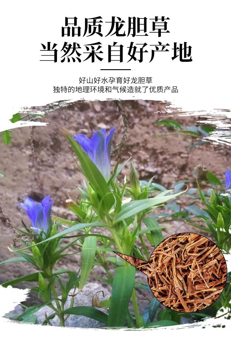 Long Dan Cao (Gentiana scabra) — Wild Bitter Root for Herbal Tea & Decoction overview