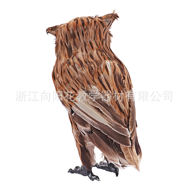 厂家直销3239 仿真猫头鹰 生物医疗教学模型