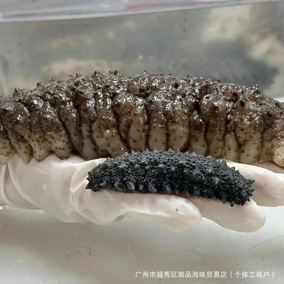 摩洛哥黑刺参野生淡干海参干货刺王参米刺参龙纹参刺黄参酒店供应