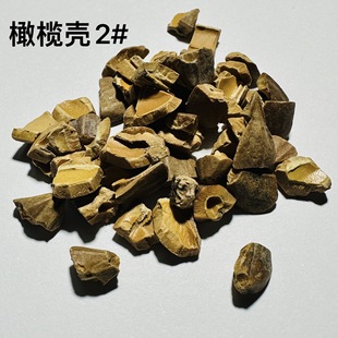 Olive Shell Grinding 2 #