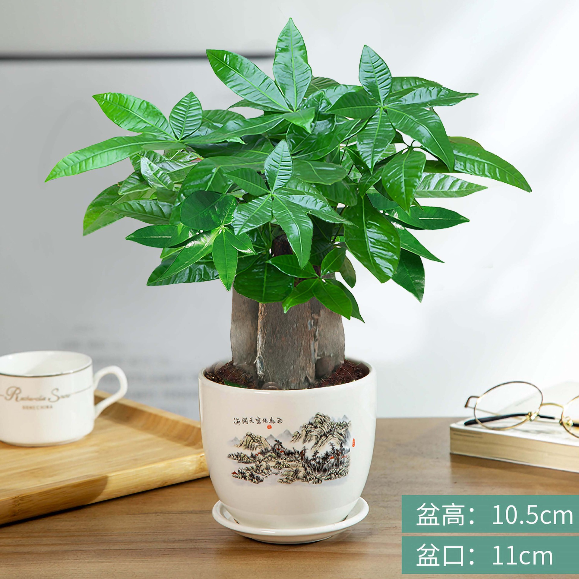 árboles ricos pequeñas plantas de maceta flores verdes plantas de oficina absorción de formaldehído árboles hidropónicos de bambú de lapis verde buena alimentación maceta