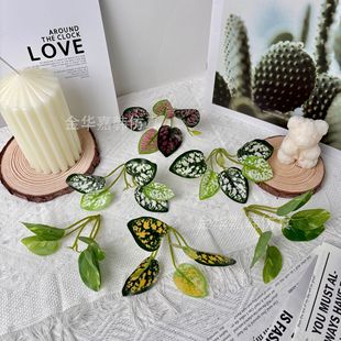 ����ș����~�ӷ����~�ӷ���Gֲ�~Ƭ����DIY�����c�b��~��