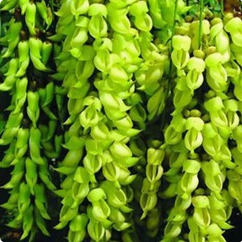 绿色花卉庭院楼顶攀援 紫色禾雀花 油麻藤 花形酷似雀鸟 吊挂成串