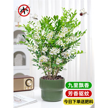 九里香盆栽四季開花好養辦公室內驅蚊植物凈化空氣綠植老樁苗花卉