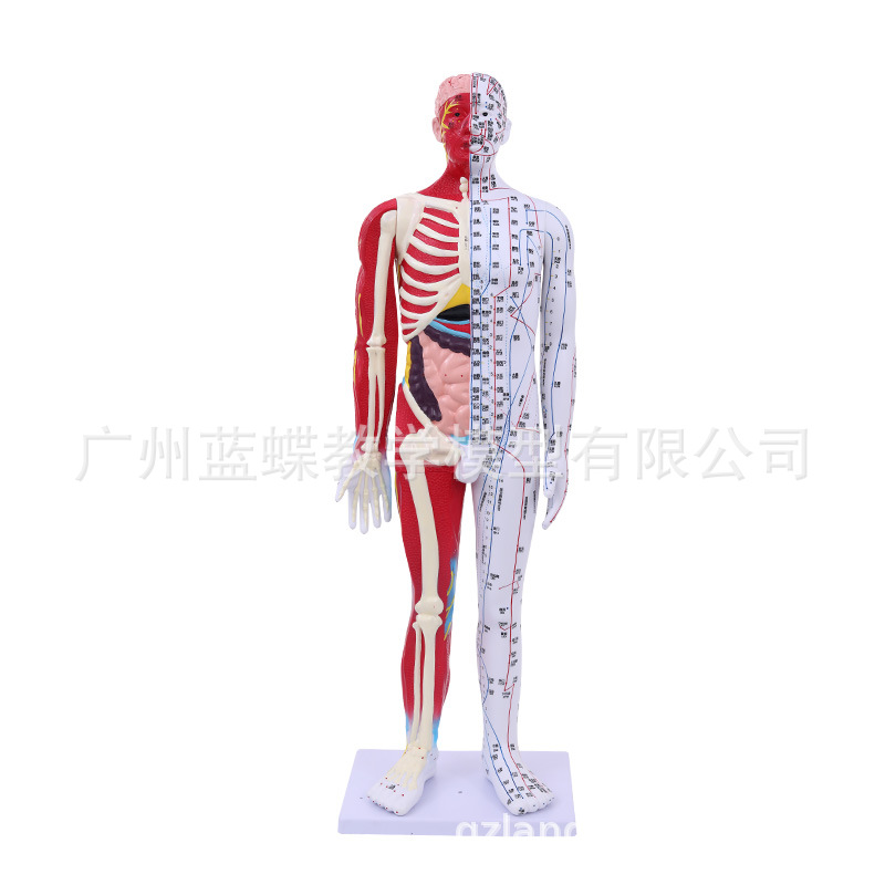 �����峬����85CM�������ģ�Ͱ뼡�����������ҽ����Ѩλģ��