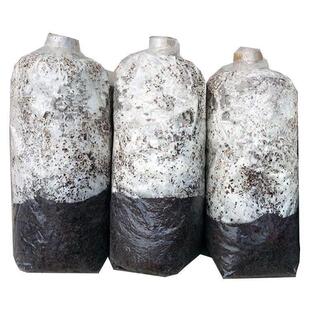 ʳ�þ��N�����N����Nƽ���������N�����`֥�����乽���NĢ������