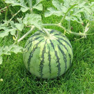 ���ϷN�Ӹ߮a������8424��ѱ����������������r��̖�Нh�ش����