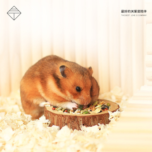 Hamster food freeze-dried grains fruits and vegetables seafood dwarf golden bear small pet supplies self-prepared feed nutrition wholesale nutrition