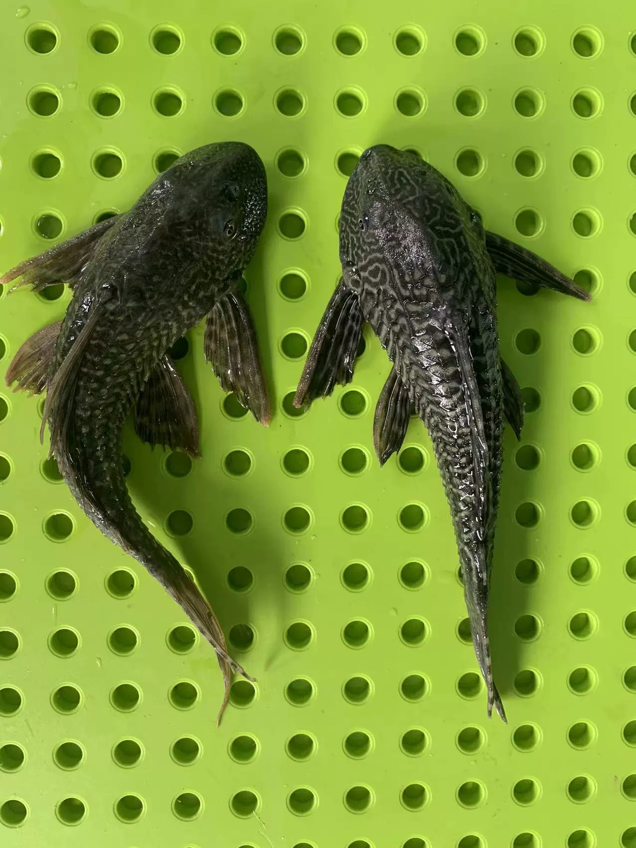 Прямые продажи с фермы по рыбоводству - ловец плям звёзд Leopard принт очиститель крупный мусор тропическая рыба водоросли удаление пресноводная декоративная рыба