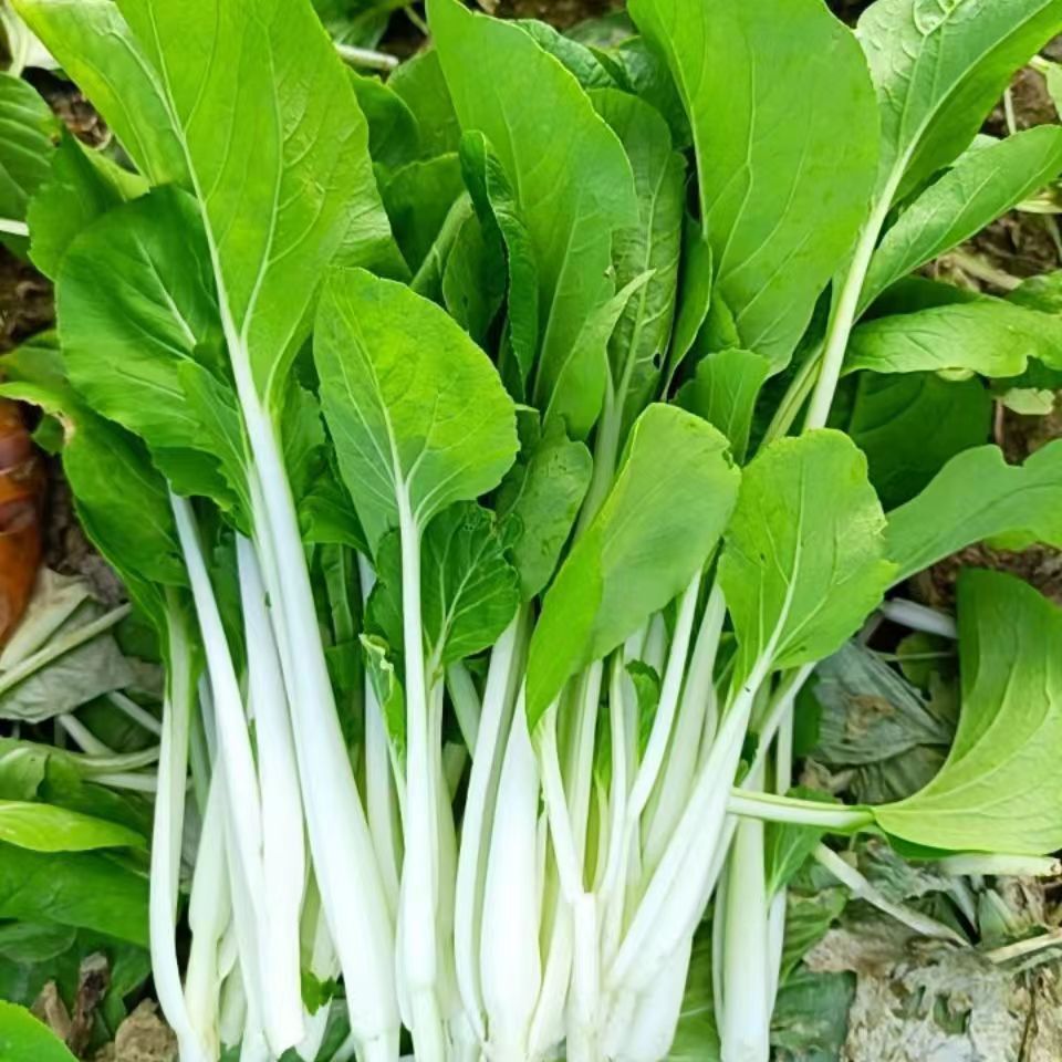 四季奶油小白菜种子速生快菜种子春夏季庭院盆栽耐热蔬菜种子大全