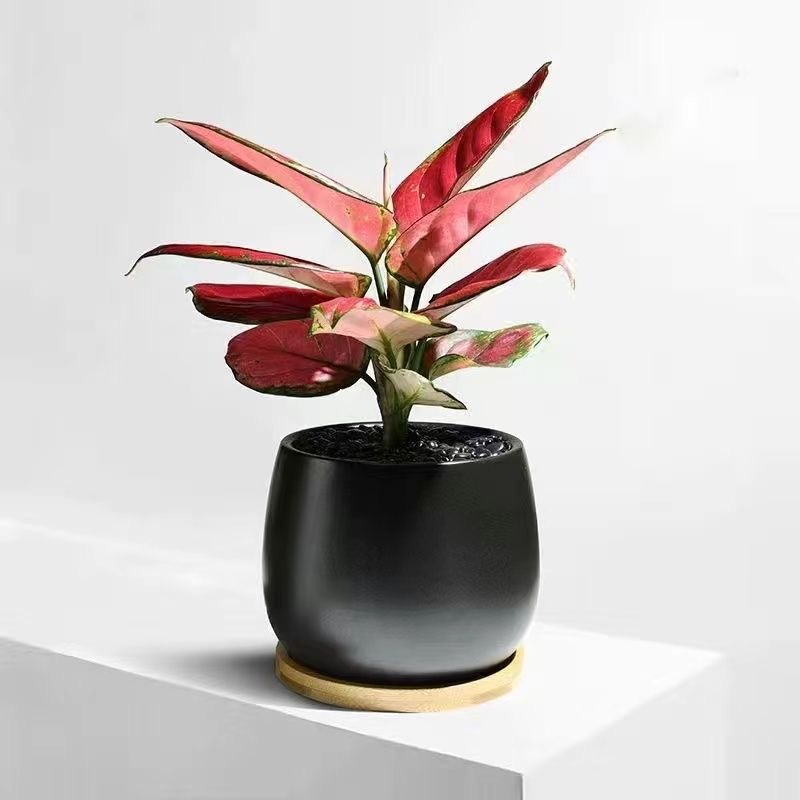 Árbol de la fortuna Planta de interior en maceta Sala de estar Planta verde resistente a la sombra Oficina Flores de escritorio Evergreen Evergreen Evergreen Evergreen Evergreen