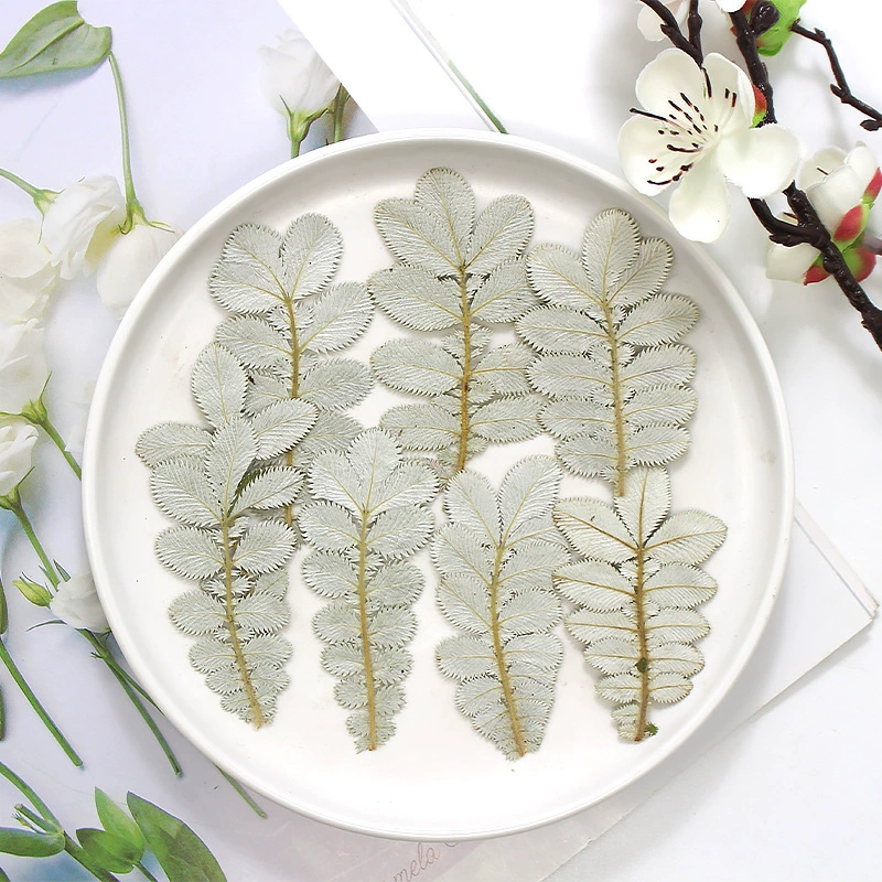 Сушеные белые листья, сухие цветы, сопровождающие цветы, образцы растений, листья дерева, ручная наклейка, капля, чехол для телефона, закладка материал, декоративная роспись