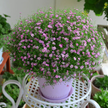 易爆盆满天星种子切花种子四季种易活室内外开花盆栽花卉植物花籽