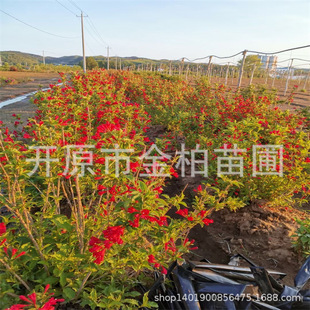 �t�����\�����煲����վG�h�����\�������\��������ľ�|���ͺ�