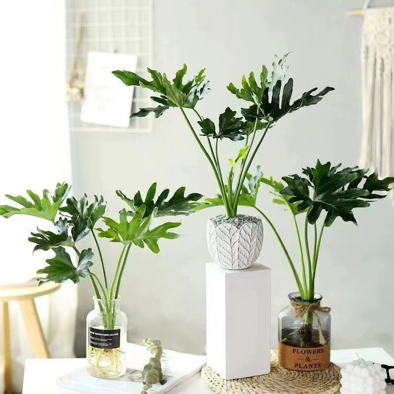 Весеннее перо Весенний дождь Зеленое растение в горшке Маленький Ангел в горшке Большие листья Комнатные цветы Хорошее сельское хозяйство Черепаха Бамбук Гидропоника Зеленые растения Цветы