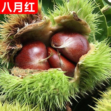 九家板栗苗树嫁接栗子苗良种锥栗苗南北方种植大红袍板地栽果树苗