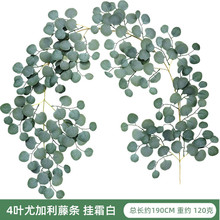 �����ȼ����ٗl ��Y�b��������Gɫֲ���������~�ȼ����ٗl