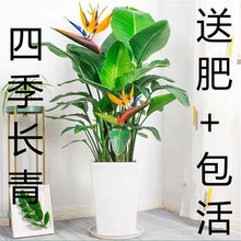 天堂鸟客厅阳台办公室盆栽鹤望兰南北方四季好养好活四季长青绿植