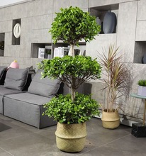 摇钱树盆栽三层摇钱树金钱榕树室内庭院美观趣味景观植物四季常青