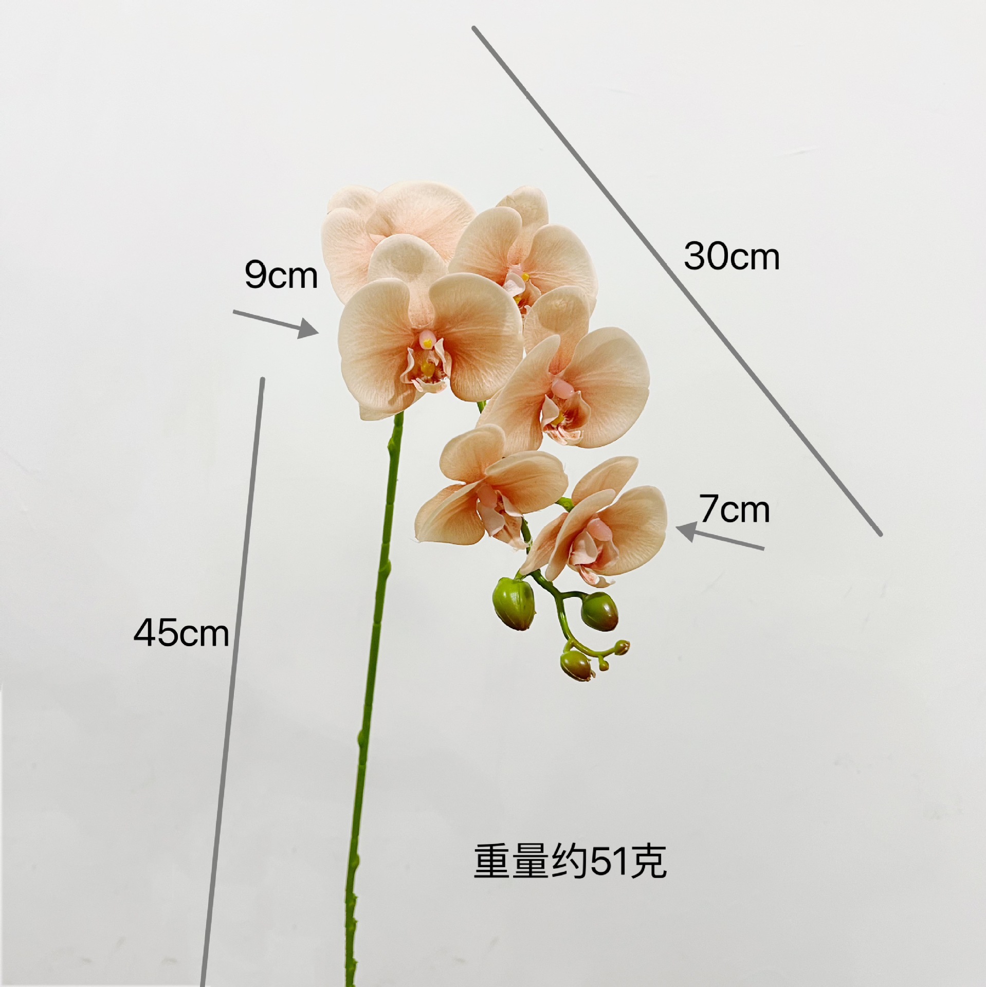 7등신 고전 호접란 [샴페인 핑크]